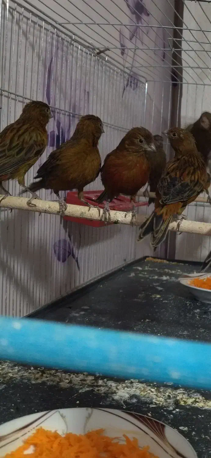 قناری سوخته،کبالت،ردبلک|پرنده|بندر ماهشهر, |دیوار