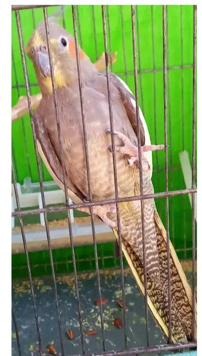 عروس هلندی نر به زمانت|پرنده|تربت‌حیدریه, کوی شهید احمدزاده ملکی|دیوار