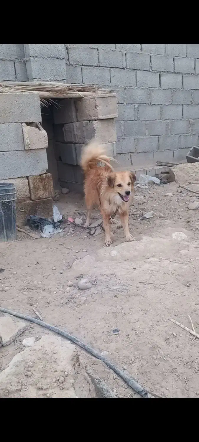 فروشی سگ زینتی|سگ|جهرم, |دیوار