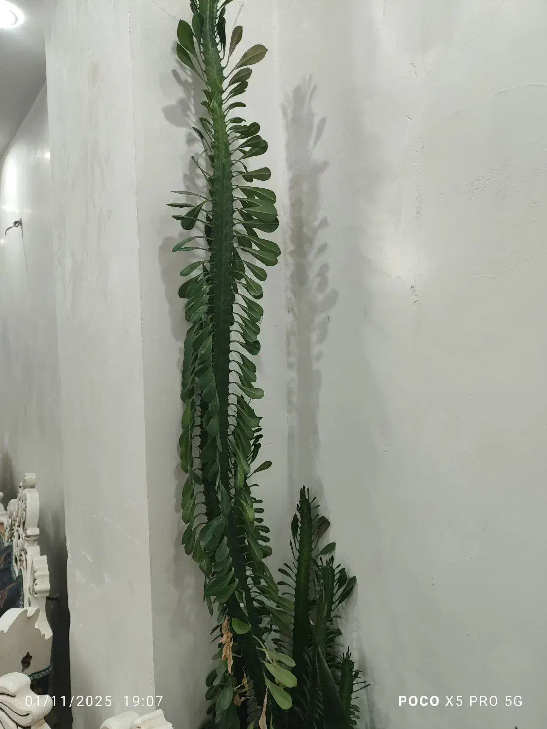 گل آفوربیا|گل و گیاه طبیعی|ایلام, |دیوار