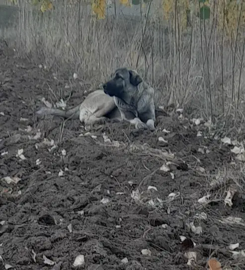 ماده عراقی ۱۵ ماهه اصل|سگ|مشگین شهر, |دیوار