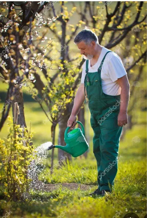 هرس ونگهداری باغ وباغچه|خدمات باغبانی و درختکاری|گلپایگان, |دیوار