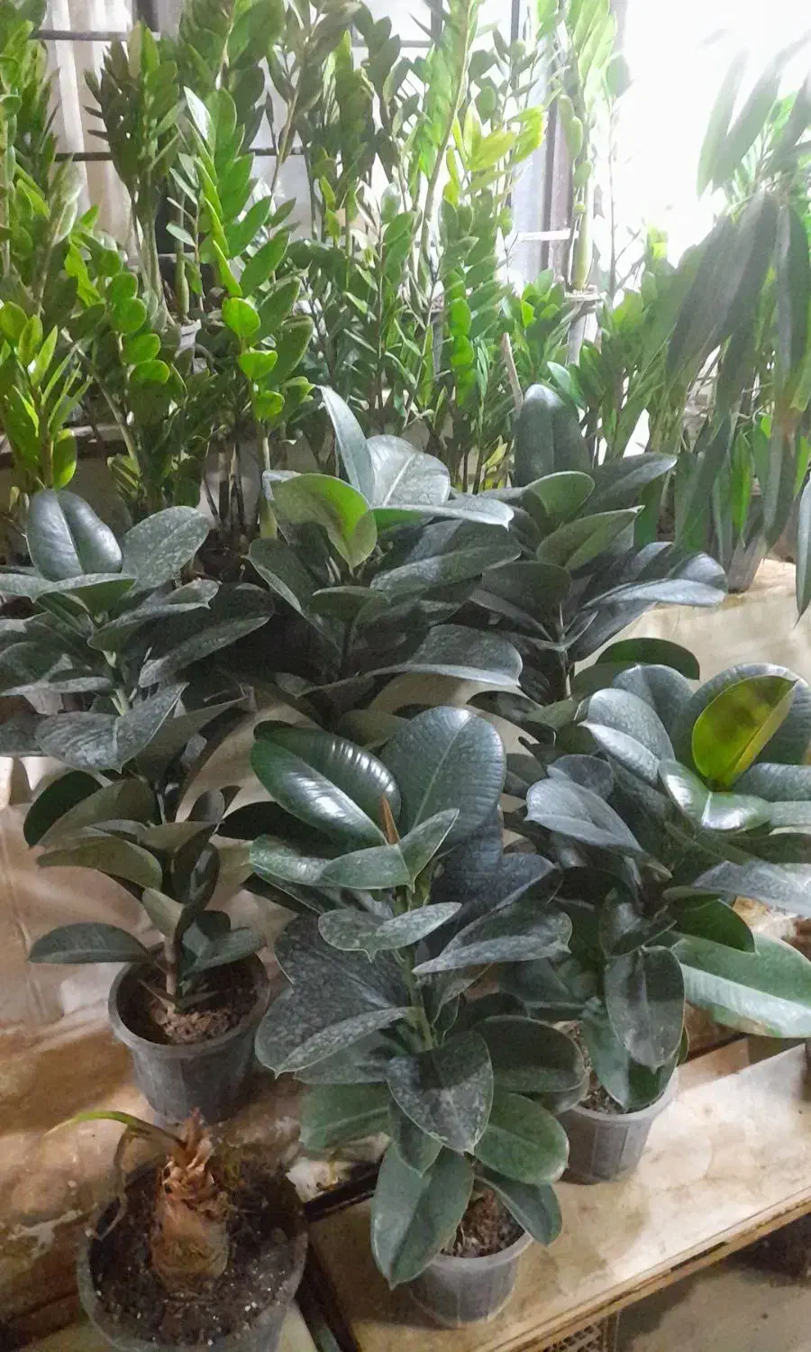 بامبو|حراج|همدان, |دیوار