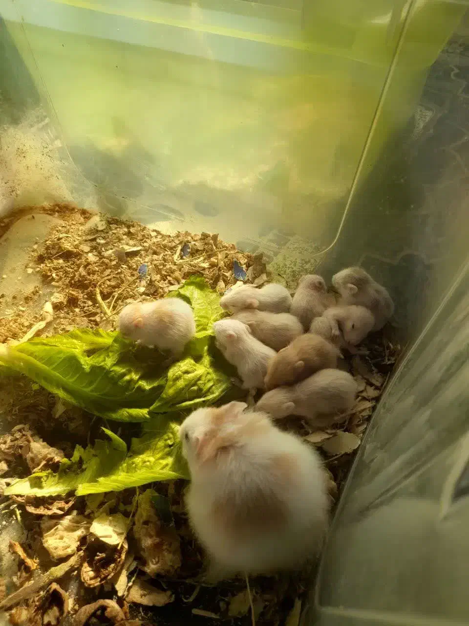 همستر های نوزاد|موش و خرگوش|شاهرود, |دیوار