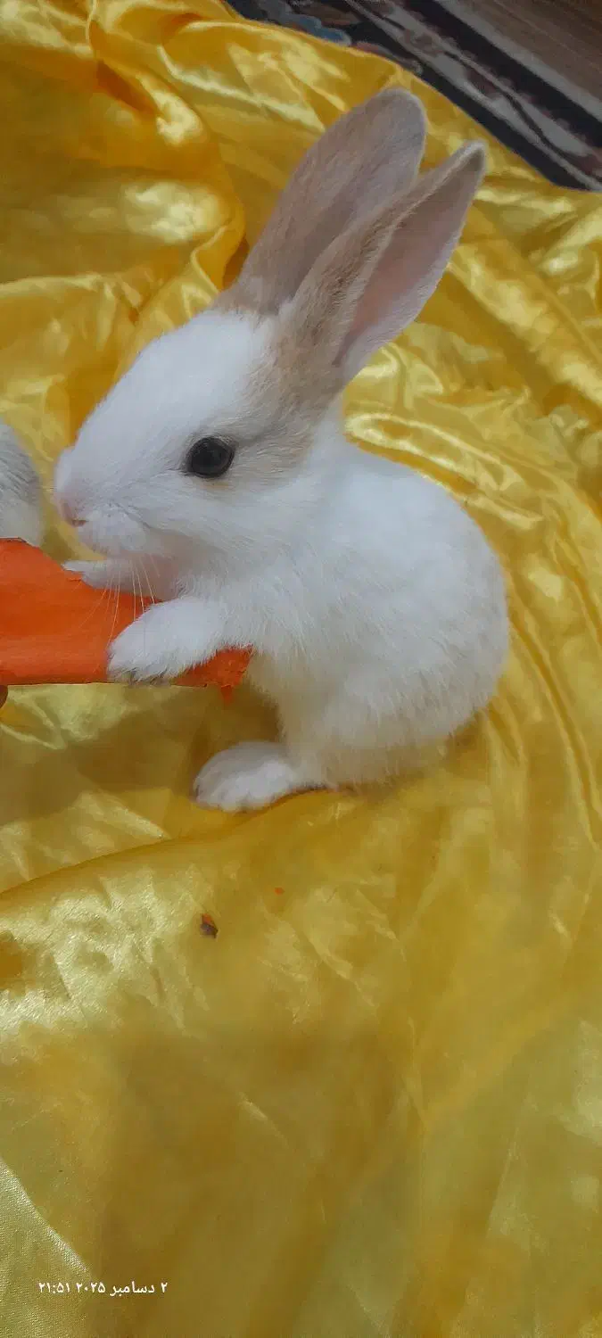 بچه خرگوش فروشی|موش و خرگوش|رشت, پل تالشان|دیوار