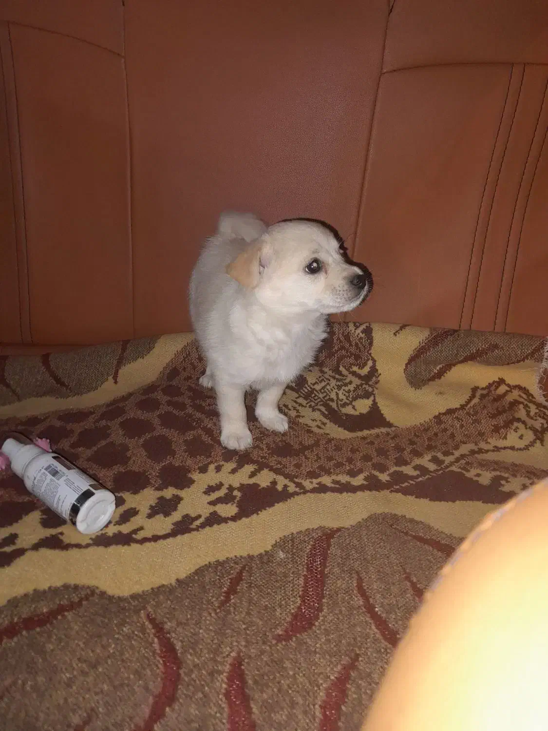 اشپیدز|سگ|شیراز, شهرک بهار|دیوار