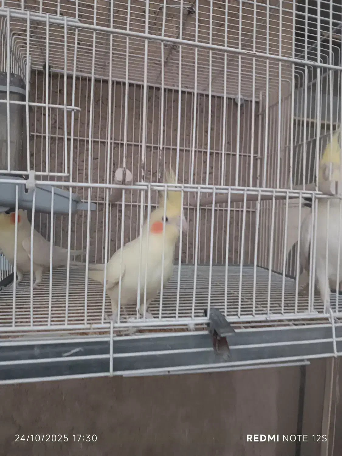 عروس هلندی|پرنده|فسا, |دیوار