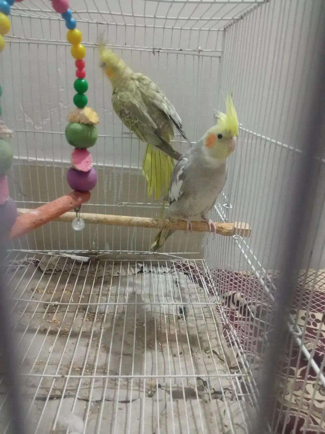 عروس هلندی و مرغ عشق|پرنده|مشهد, ایثار|دیوار