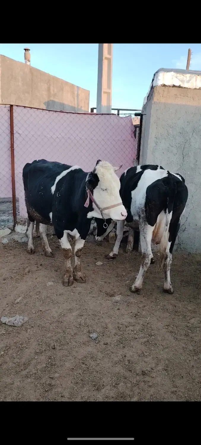 گاو|حیوانات مزرعه|روانسر, |دیوار