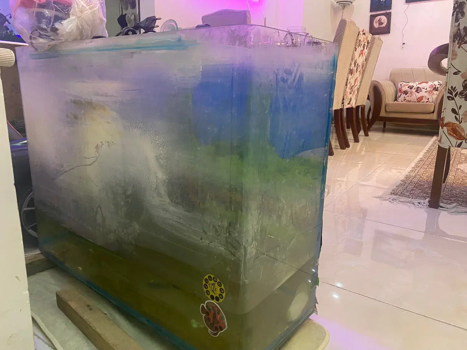 اکواریوم|ماهی|کن, |دیوار