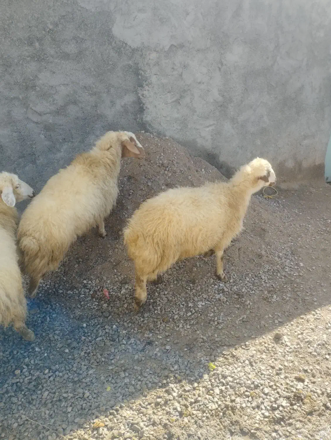 گوسفند بره|حیوانات مزرعه|کرمانشاه, |دیوار