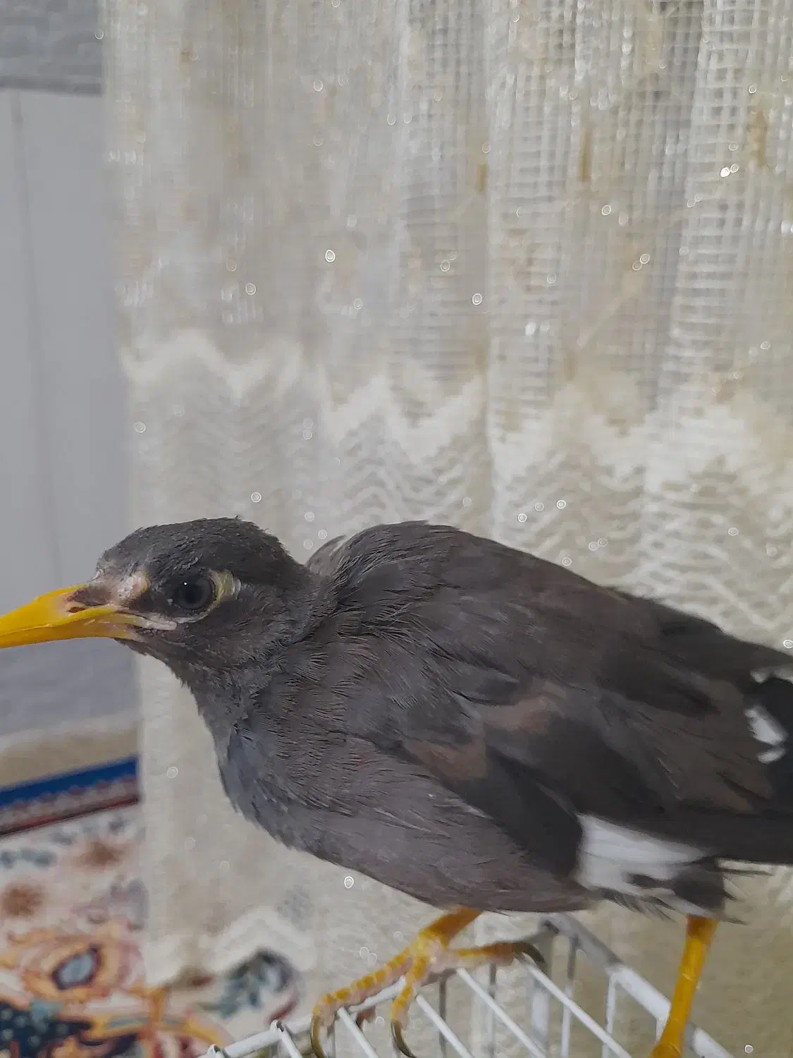 جوجه مینا دستی و رام|پرنده|تربت جام, یحیی آباد|دیوار