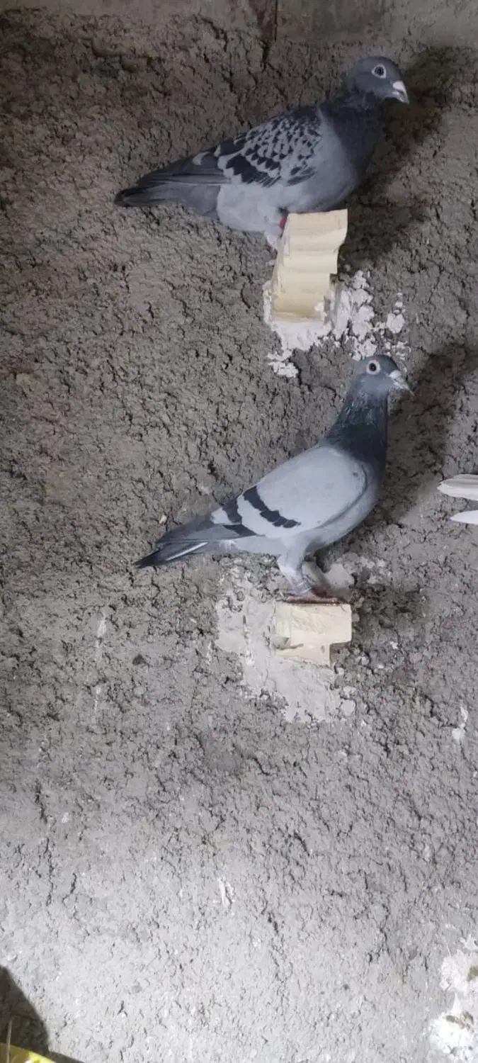 کبوتر کسی نگرفته|پرنده|زهک, |دیوار