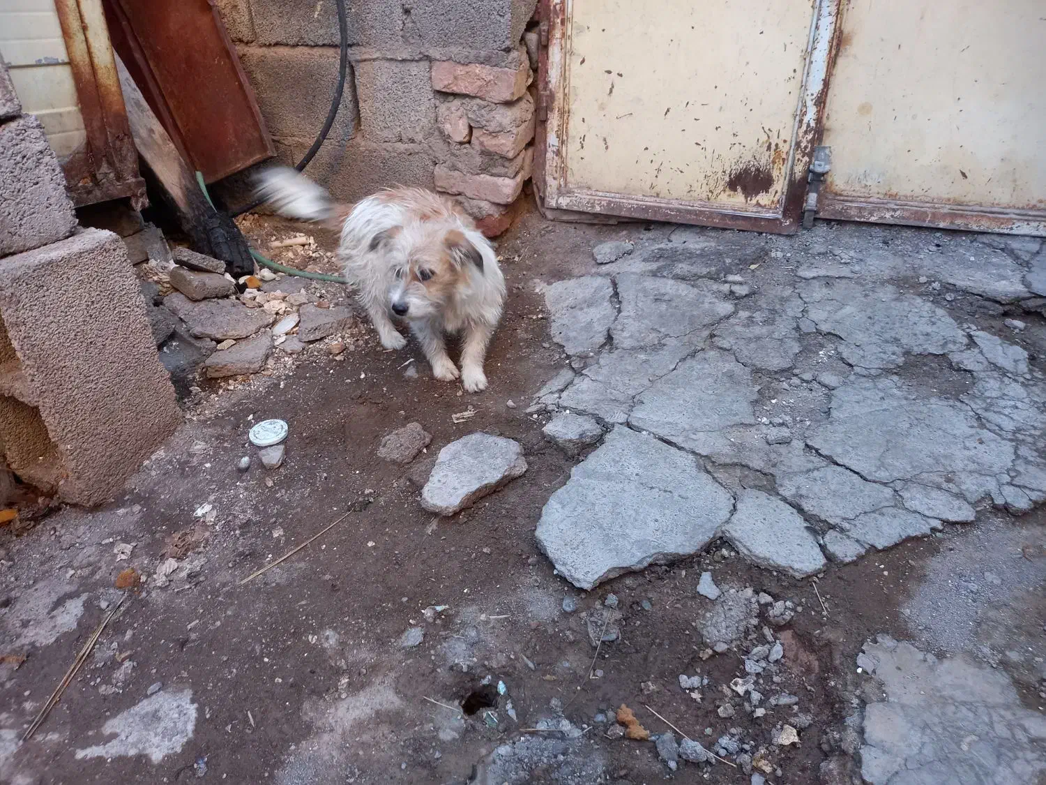 سگ با کوتاه|سگ|بم, |دیوار