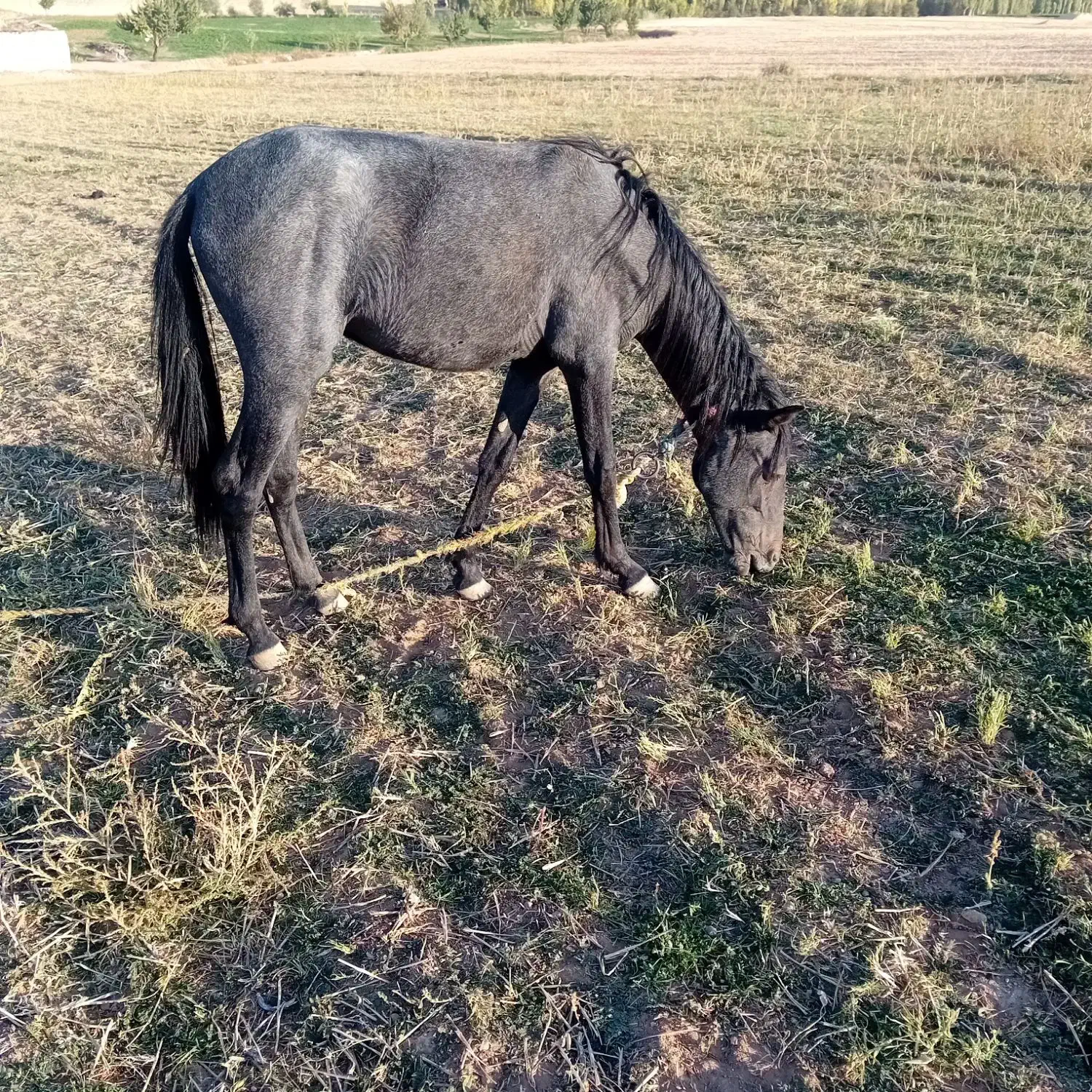 کره اسب کورد نریان|اسب و تجهیزات اسب‌سواری|زنجان, |دیوار
