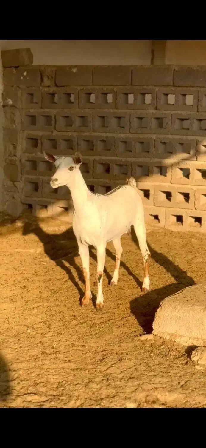 گل نابی صلاله|حیوانات مزرعه|رفسنجان, |دیوار