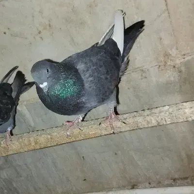 گمشده|پرنده|ساوه, |دیوار