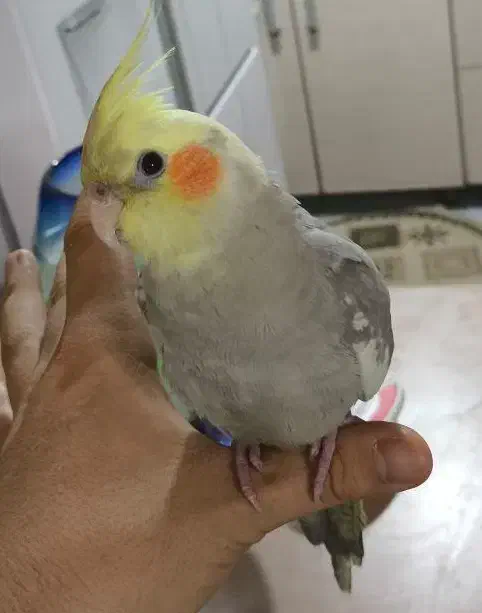 عروس هلندی گمشده|حیوانات|مشهد, مشکینی (شهرک غرب)|دیوار