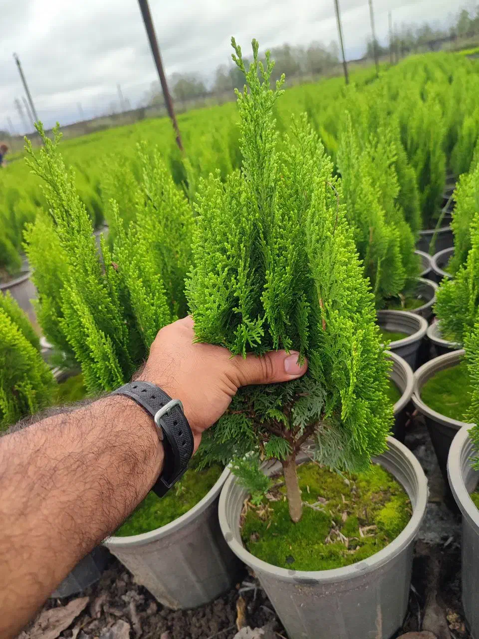 کاج کامیس نوکدار زعفرانی سبز سرطلا سایز4|گل و گیاه طبیعی|رامسر, |دیوار