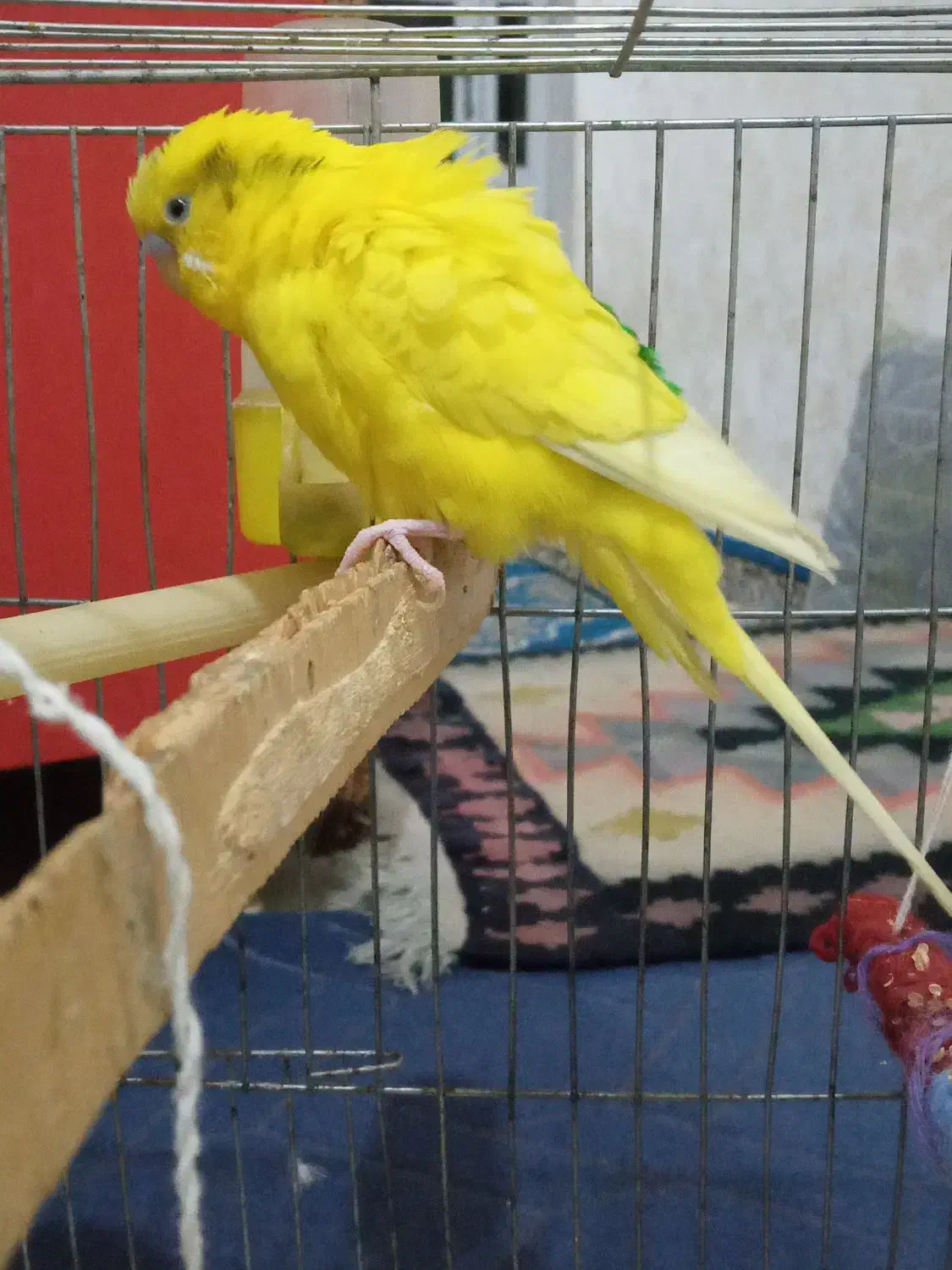 مرغ عشق|پرنده|بیجار, |دیوار