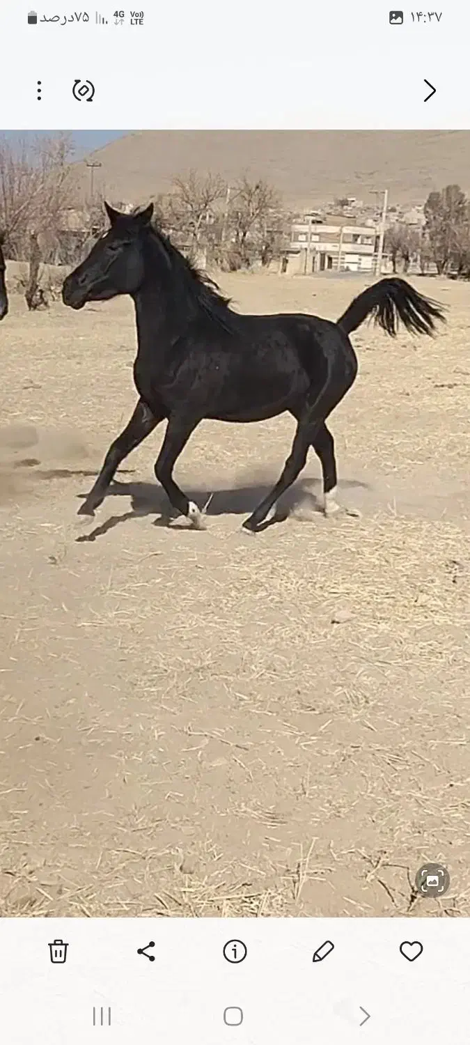 کره‌مادیان‌مشکی۳نشان|اسب و تجهیزات اسب‌سواری|اصفهان, کوی سپاهان|دیوار