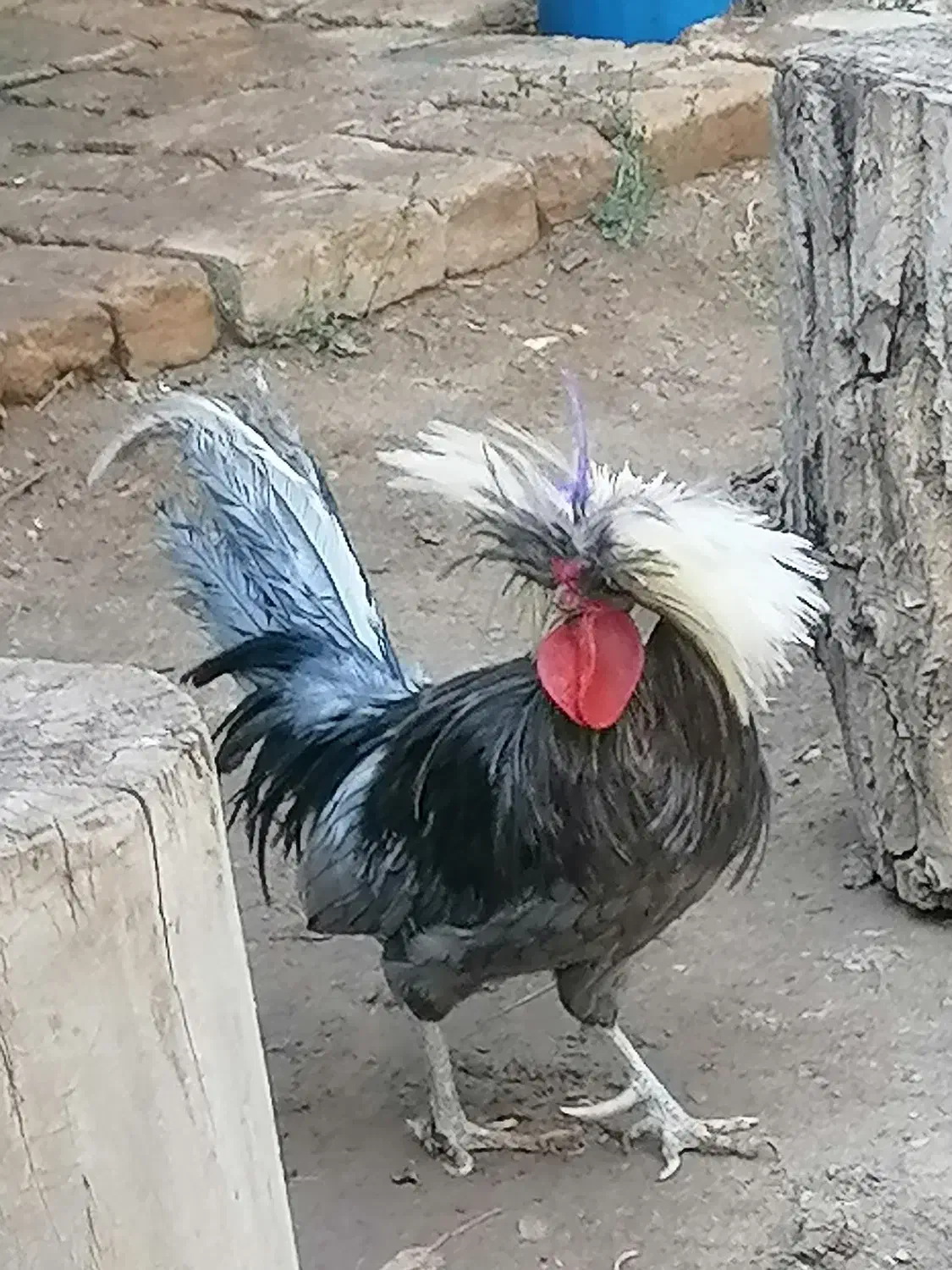 خروس لهستانی|حیوانات مزرعه|بومهن, |دیوار