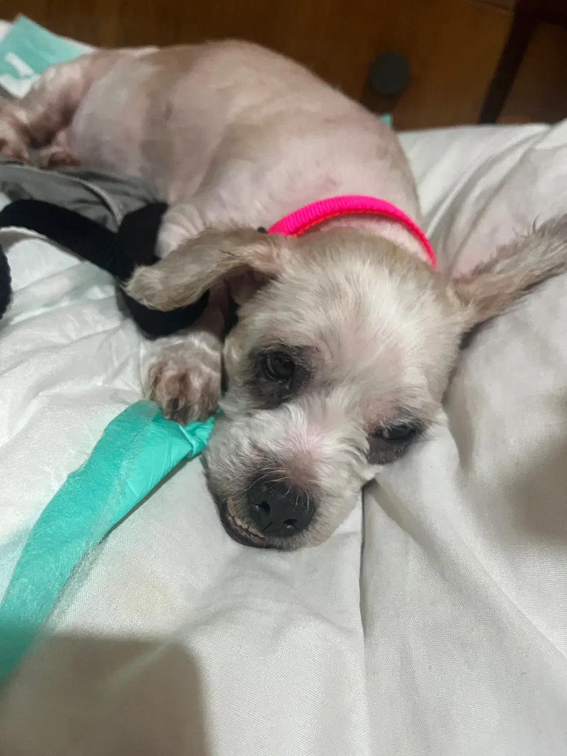 ‌واگذاری سگ|سگ|رشت, چمارسرا|دیوار