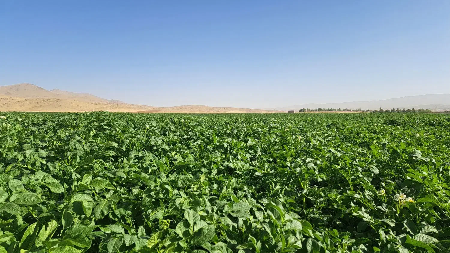 بذر سیب سانته۴۰۲|خدمات باغبانی و درختکاری|فریدونشهر, |دیوار