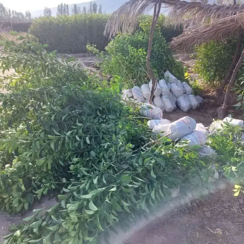 انواع درخت مرکبات|خدمات باغبانی و درختکاری|کازرون, |دیوار