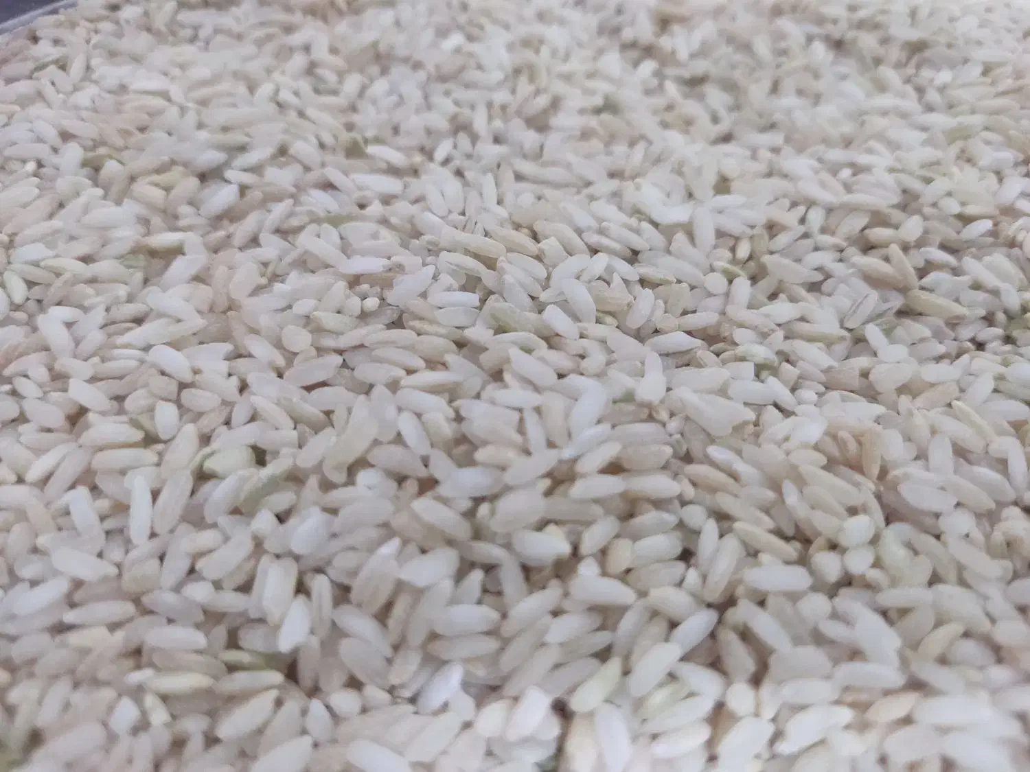 برنج چمپا|خوردنی و آشامیدنی|چیتاب, |دیوار