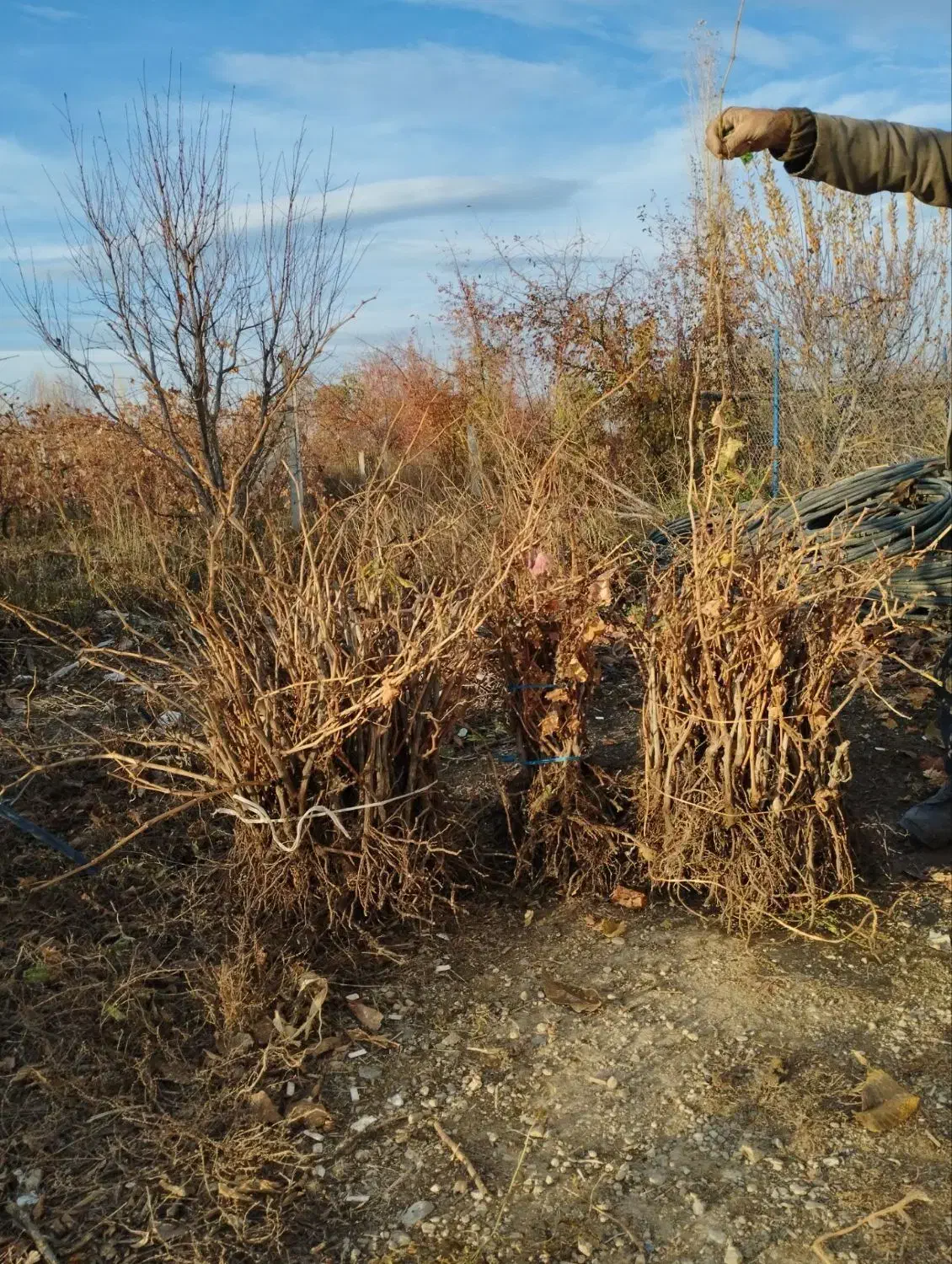 نهال انگور تضمینی|خدمات باغبانی و درختکاری|ارومیه, |دیوار