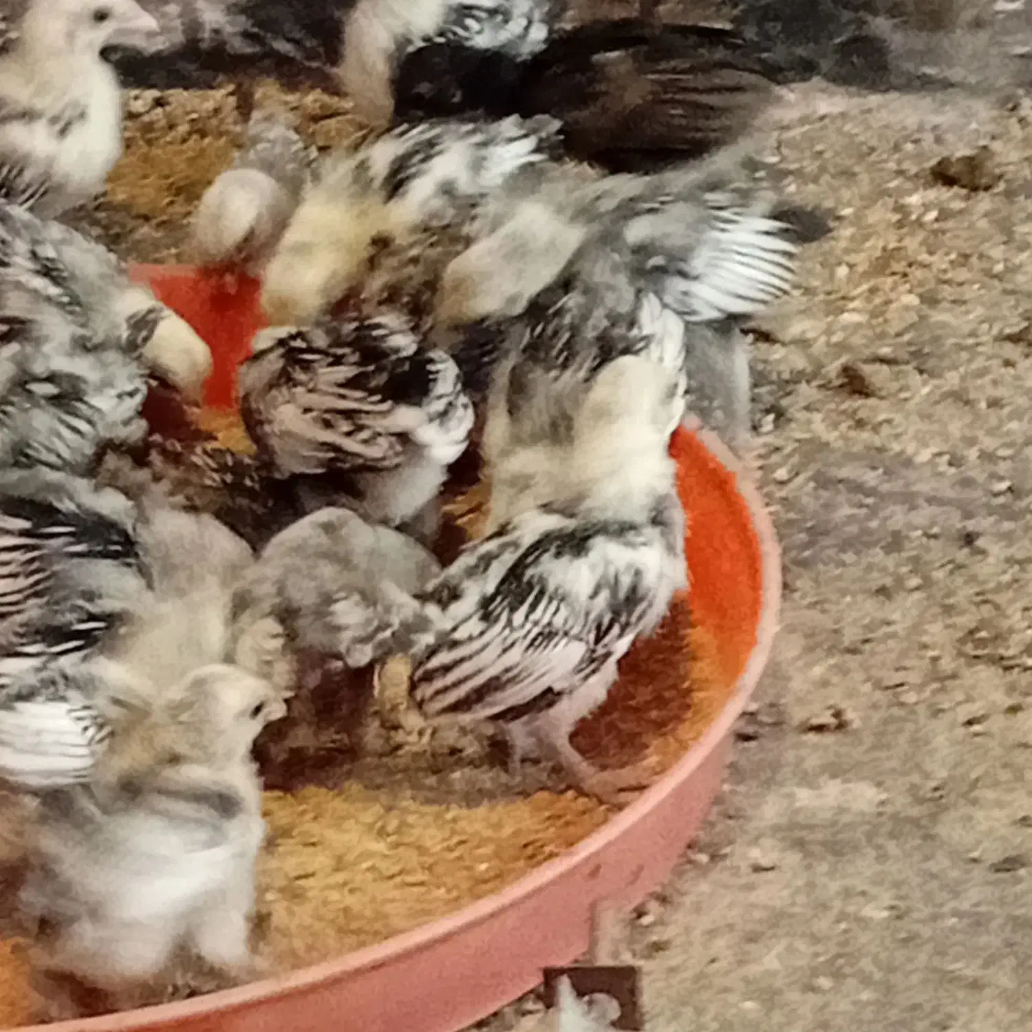 جوجه مرغ مینیاتوری یک ماهه|حیوانات مزرعه|پاکدشت, پاکدشت (مامازند)|دیوار