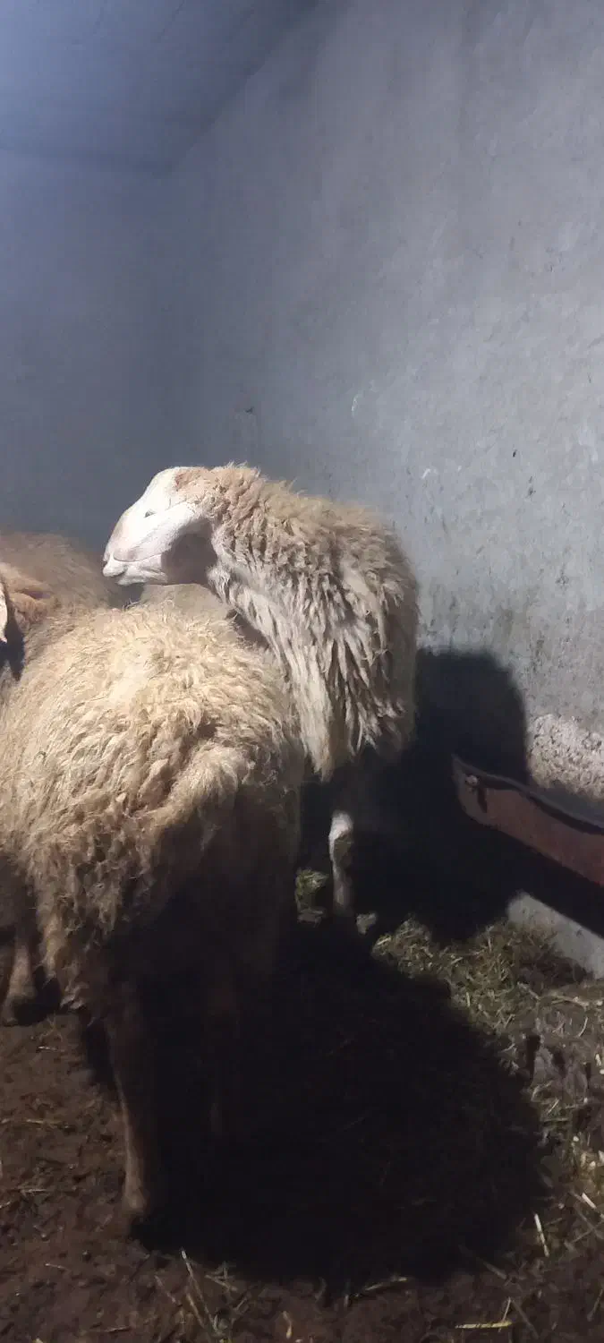 گوسفند نر|حیوانات مزرعه|مشگین شهر, |دیوار
