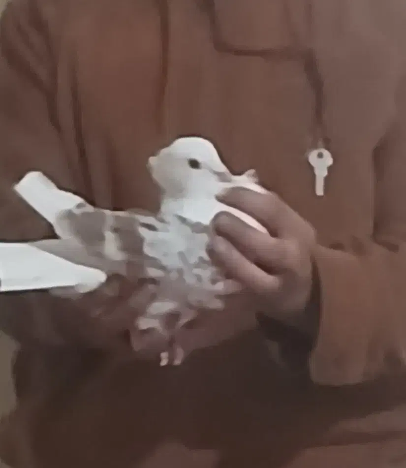 گمشده نرپلنگ|حیوانات|خرمآباد, |دیوار