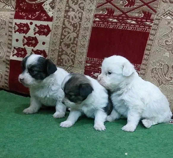 واگذاری سگ پامر سایز ریز|سگ|فارسان, |دیوار