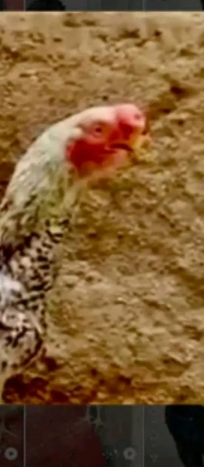 اوشامو گردن ویبره هندی نوک طوطی دم تاووسی|حیوانات مزرعه|بهارستان, |دیوار