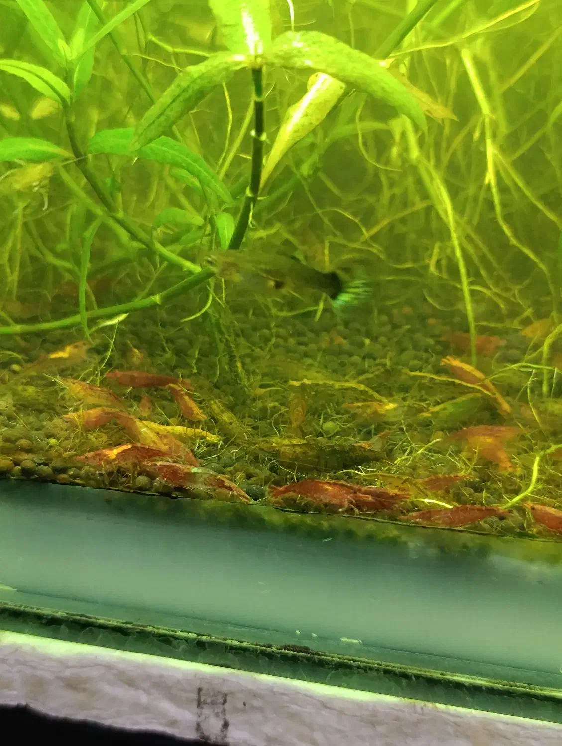 میگو شریمپ|ماهی|زنجان, |دیوار