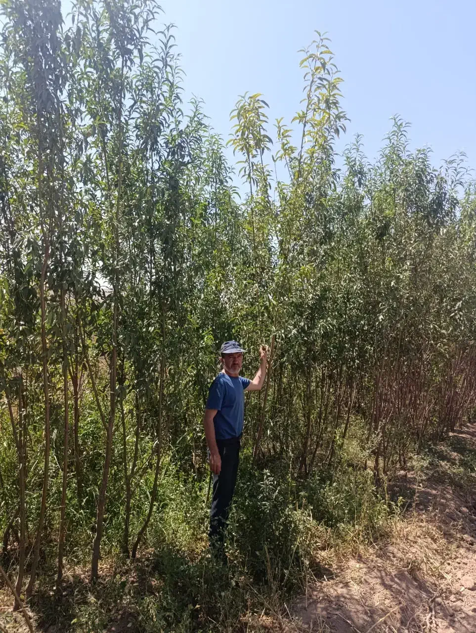 نهـالستان،نهـال فروشی،نهال صنوبر|خدمات باغبانی و درختکاری|دیواندره, |دیوار