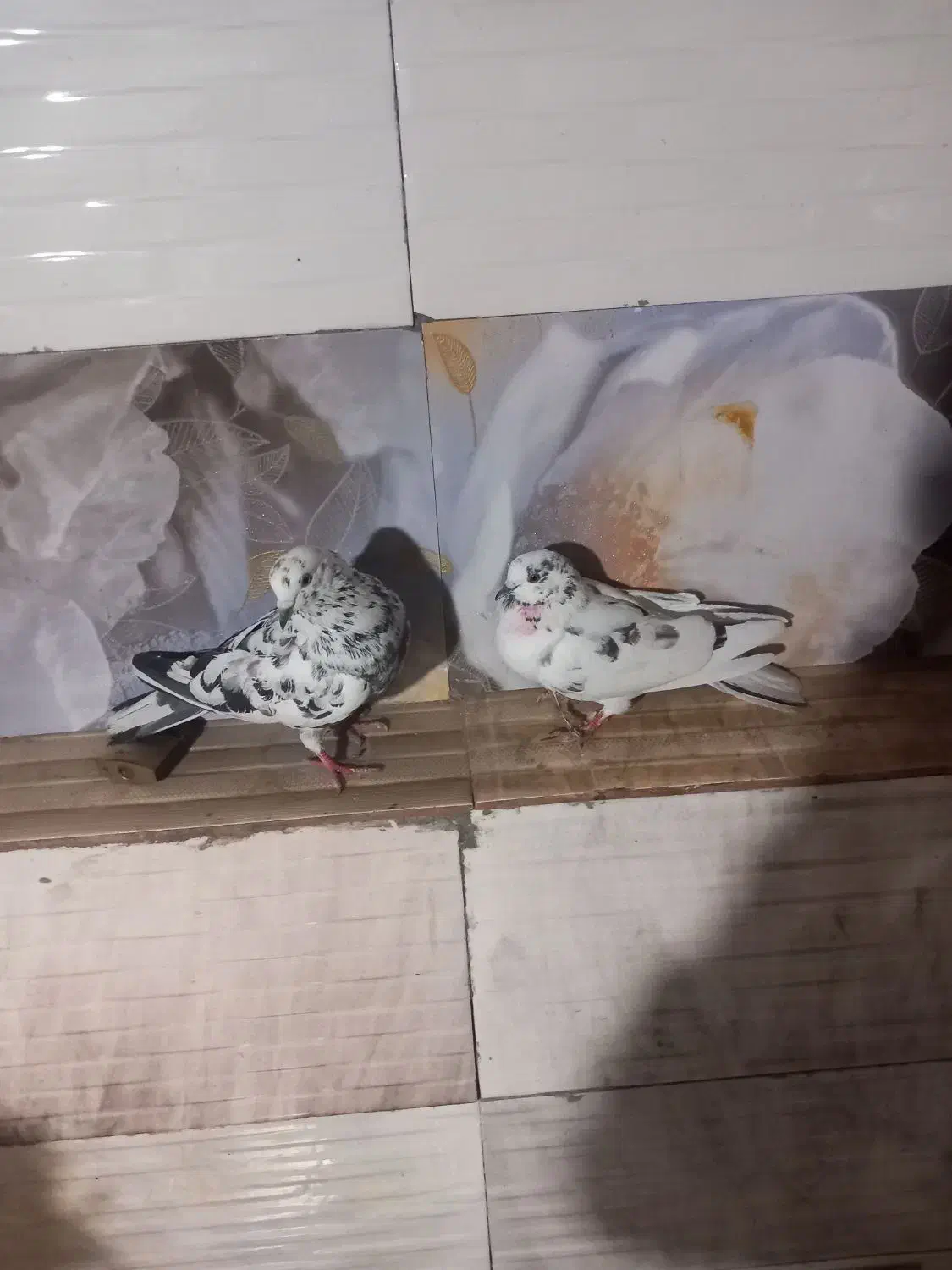 کبوتر پرشی|پرنده|نیر (اردبیل), |دیوار