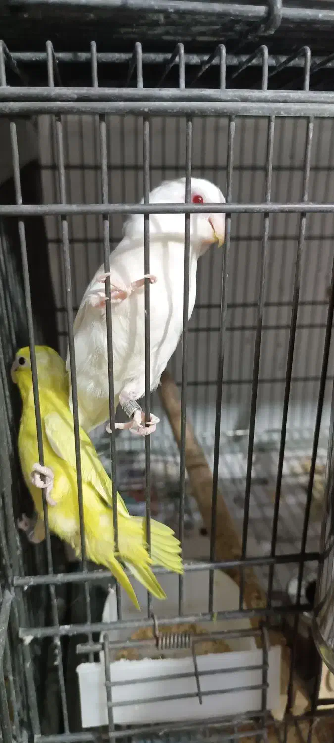 پروتلت مرغ کاسکو طوطی جا دونی مکانیزه|پرنده|قدس, شهر‌قدس|دیوار