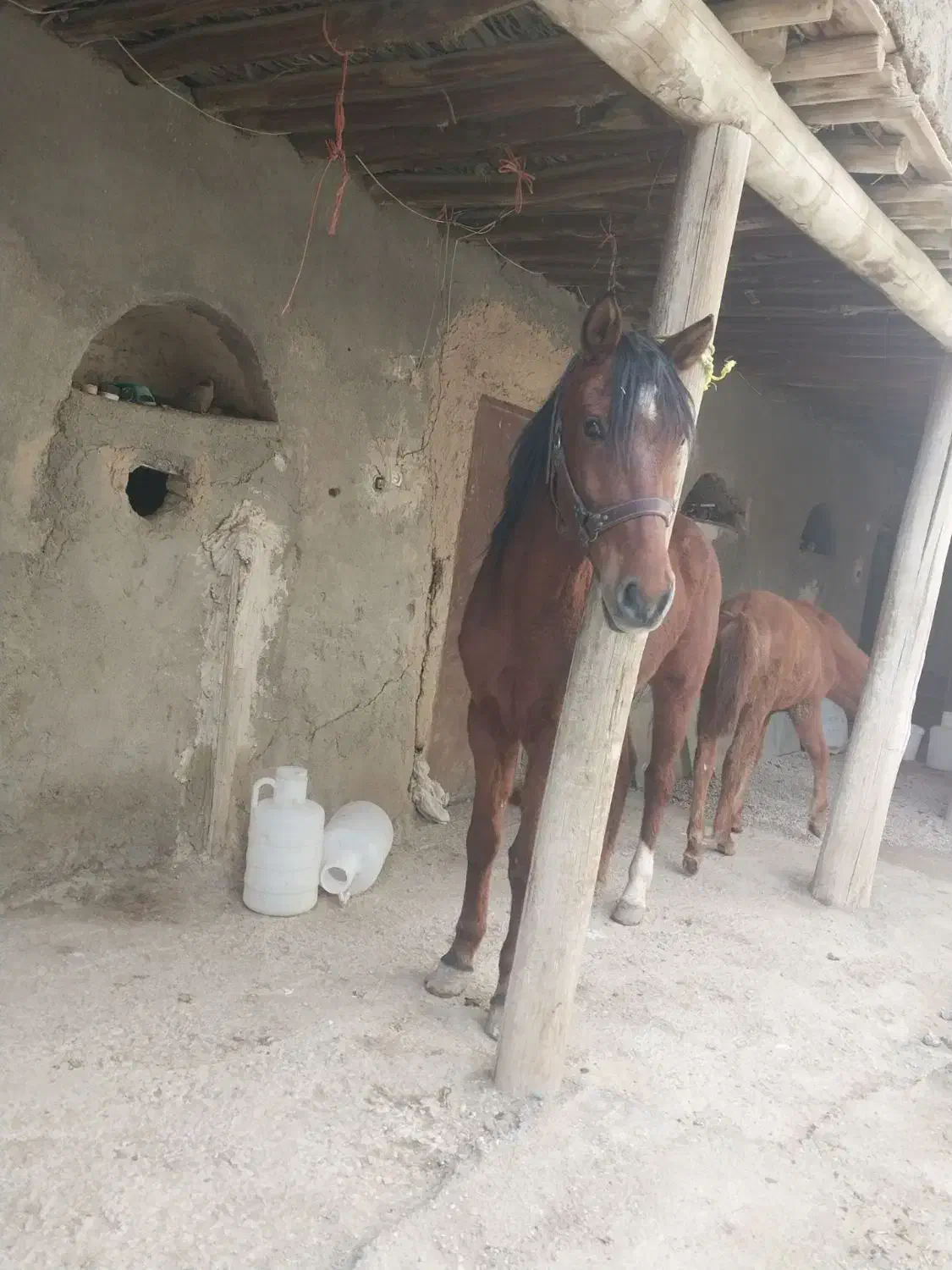 اسب|اسب و تجهیزات اسب‌سواری|لالجین, |دیوار