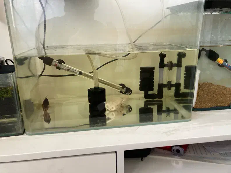 آکواریوم|ماهی|تهران, تهرانسر غربی|دیوار