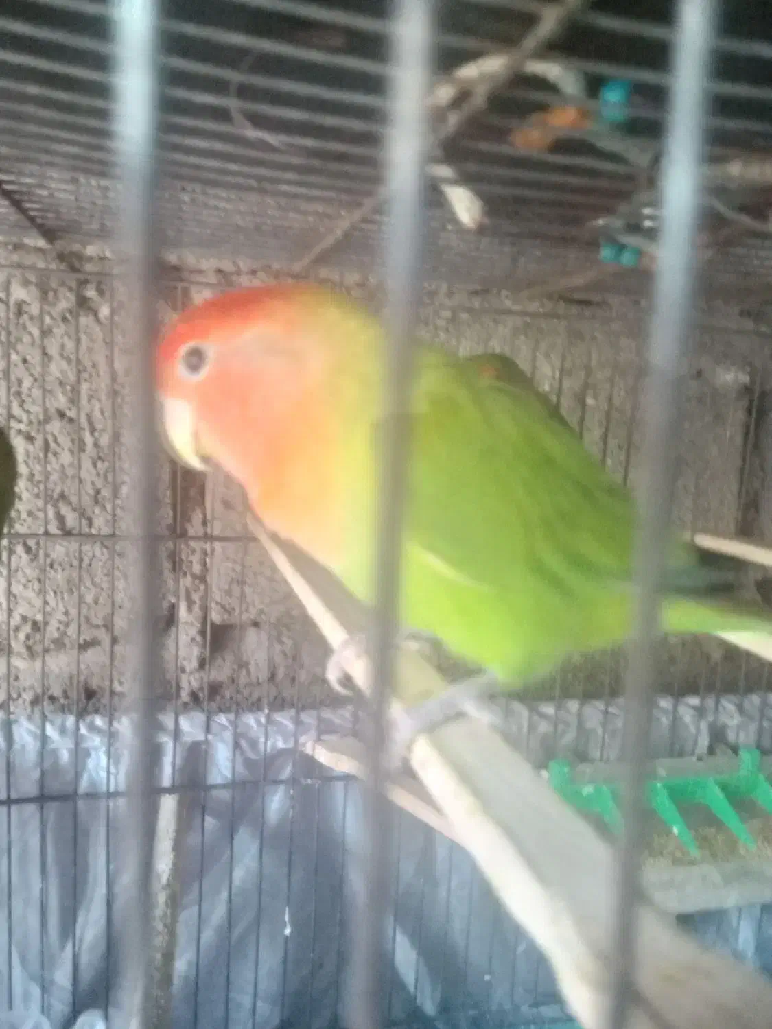 ی جفت طوطی برزیلی با جوجه|پرنده|گیلان غرب, |دیوار