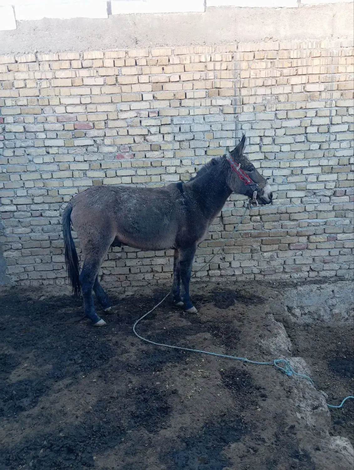 قاطرباری|اسب و تجهیزات اسب‌سواری|الیگودرز, |دیوار