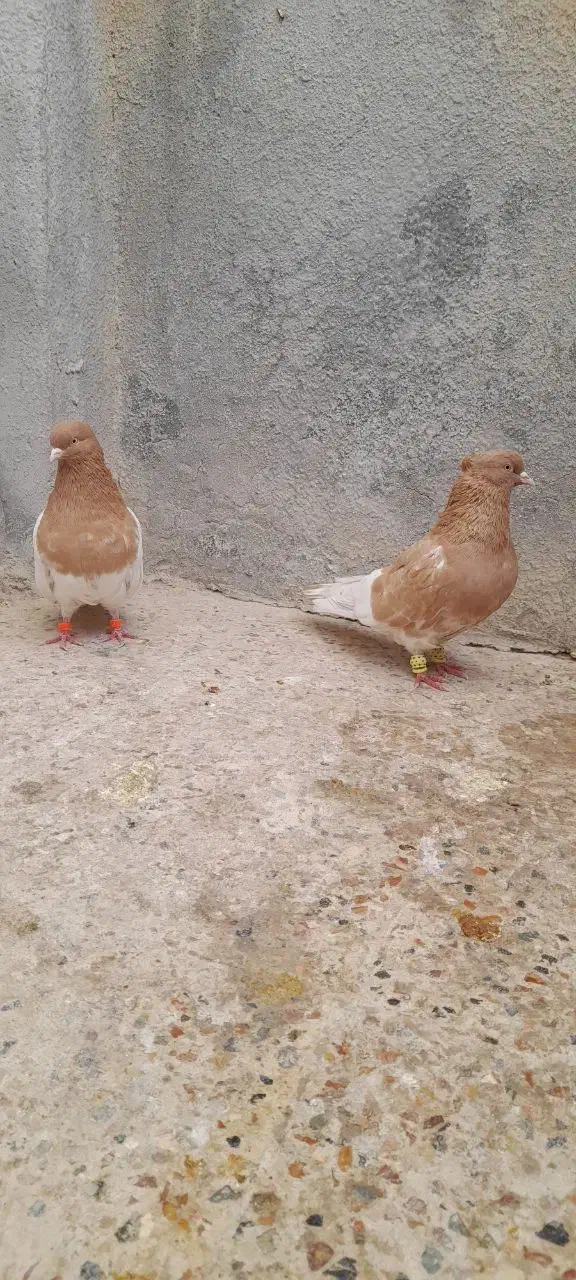 جفت کله زرد|حیوانات|بجنورد, |دیوار