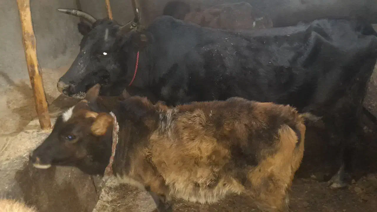 گاو گوساله لیشه گوساله ماده|حیوانات مزرعه|صومعه‌سرا, |دیوار