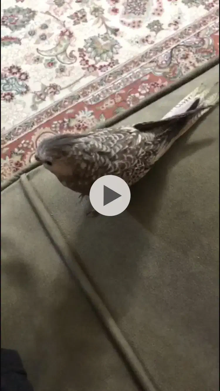 عروس هلندی گمشده|حیوانات|گلبهار, شهر جدید گلبهار|دیوار