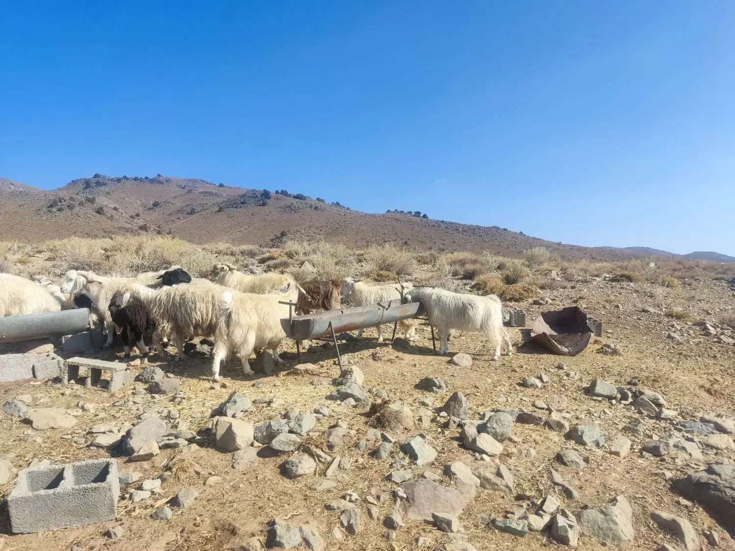 بز جوان کورکی چند قلو زا|حیوانات مزرعه|درب بهشت, |دیوار