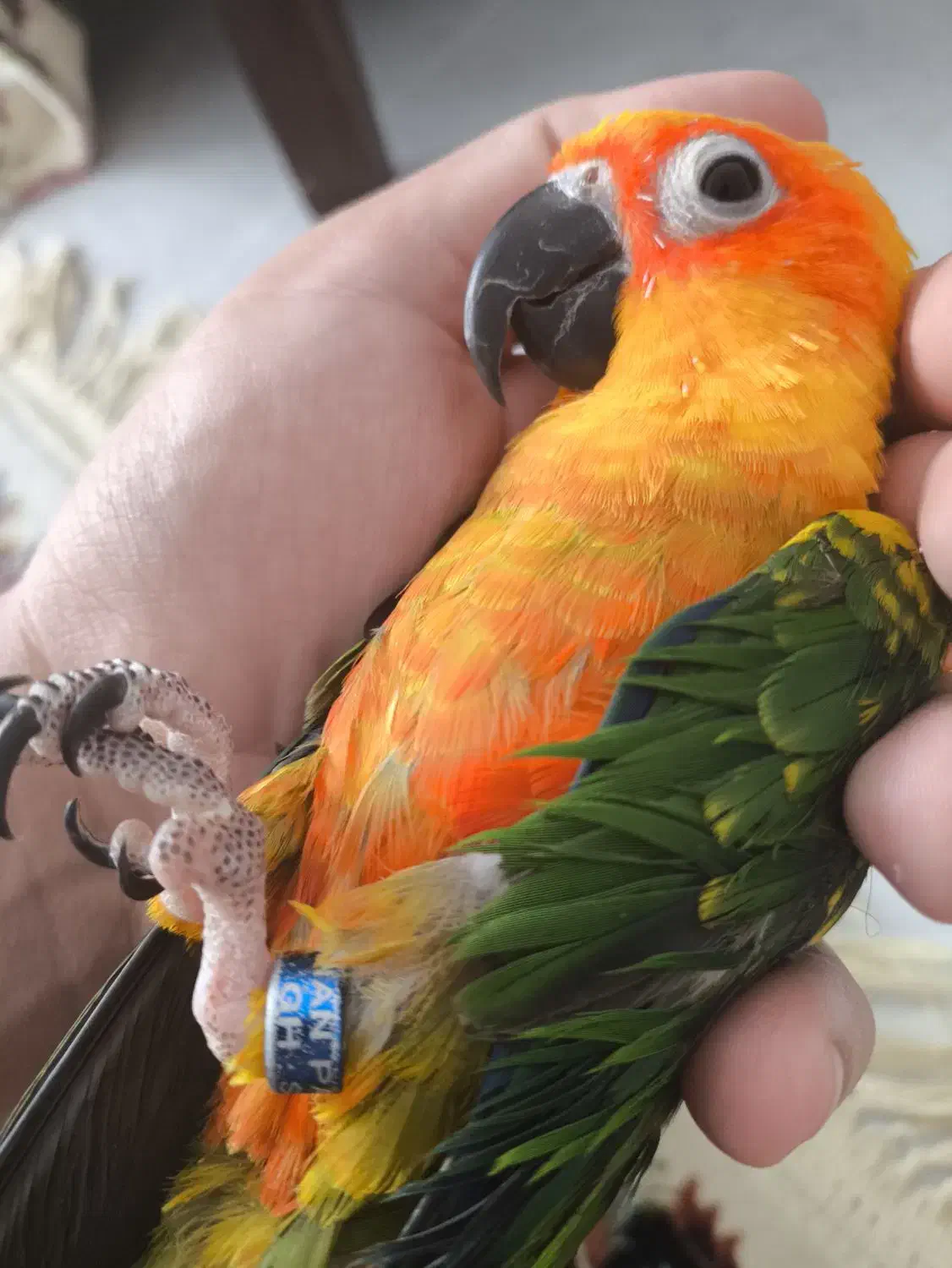 طوطی خورشیدی  سان کانوز|پرنده|قم, زینبیه|دیوار