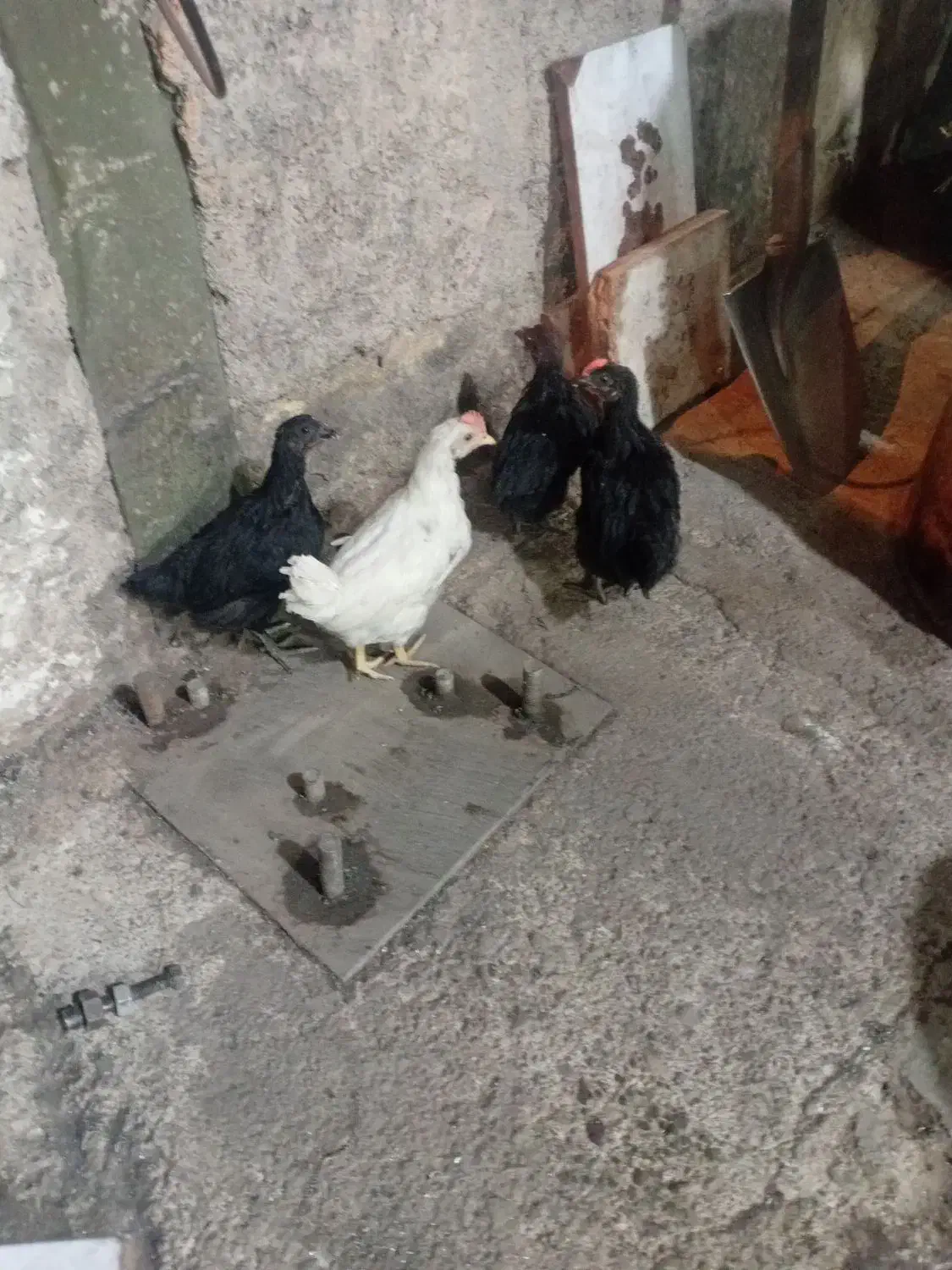 جوجه مرندی|حیوانات مزرعه|پاکدشت, خاتون آباد|دیوار